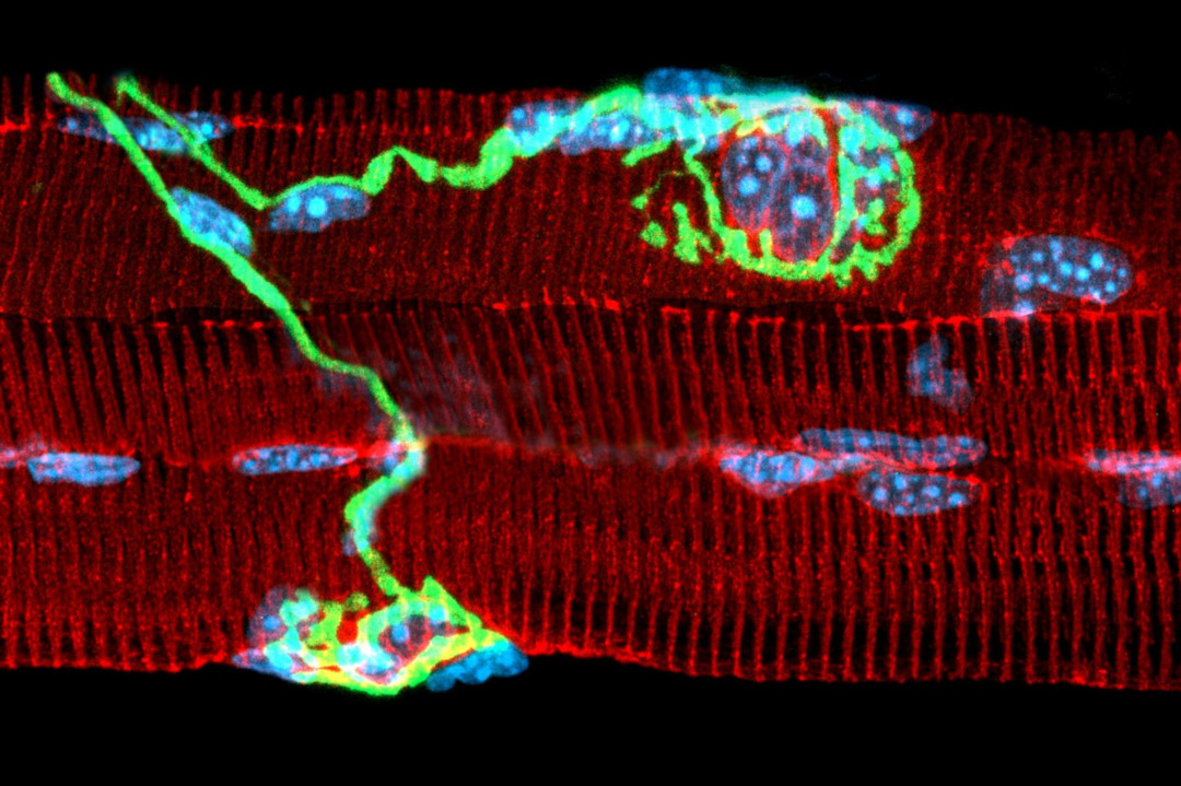 fibres musculaires (rouge) innerves par des motoneurones (vert) - ? Laurent Schaeffer